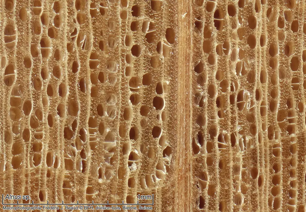 Alnus sp. macrophoto c Frederic Beaud BFH div. bois Bienne